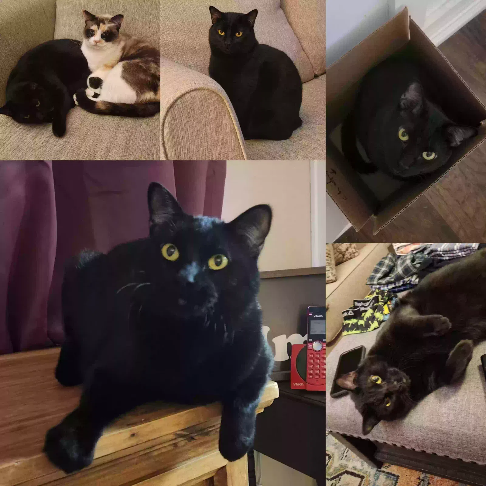 Lost cat in Abilene, TX, 79605