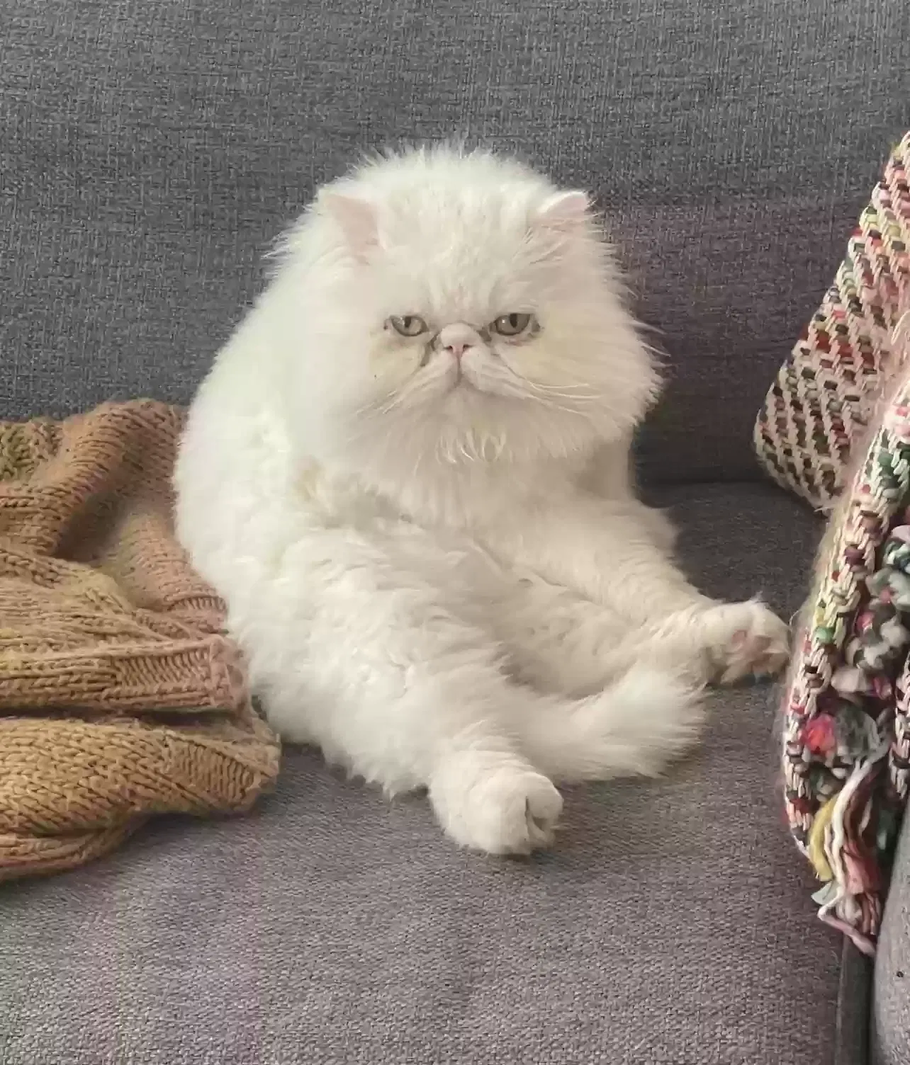 Lost cat in Salt Lake City, UT, 84124