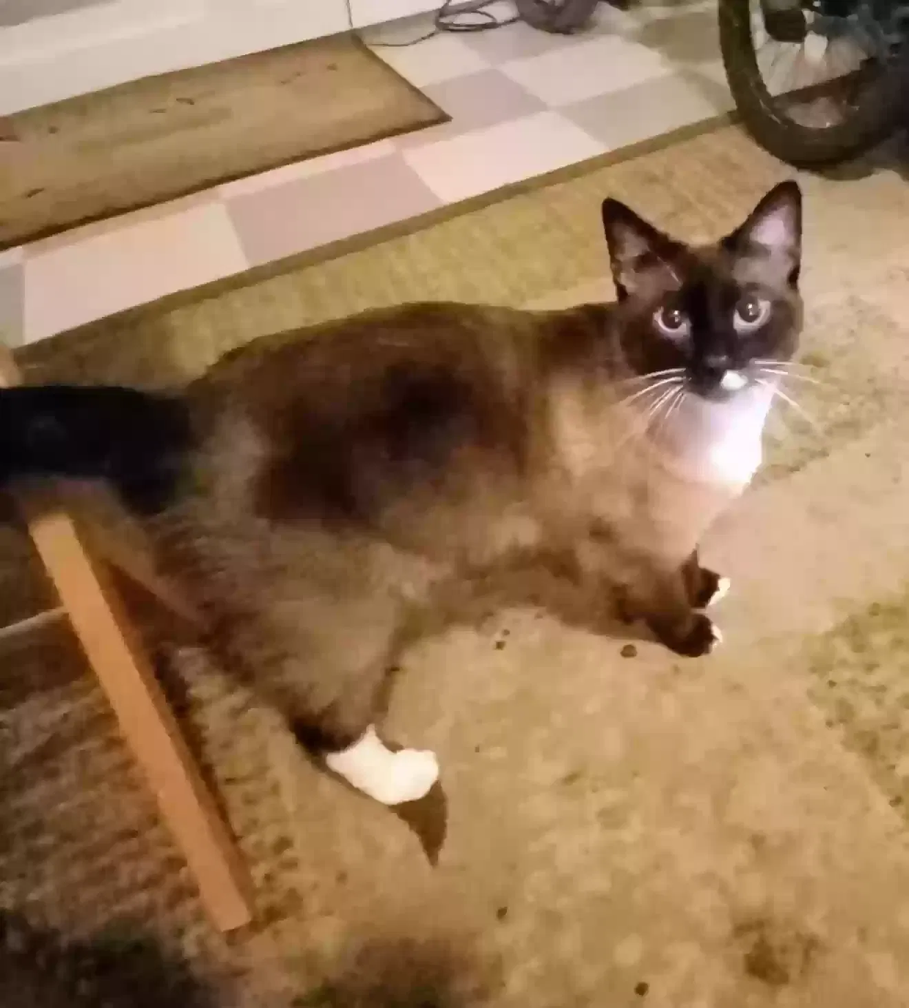 Lost cat in Greeley, CO, 80631