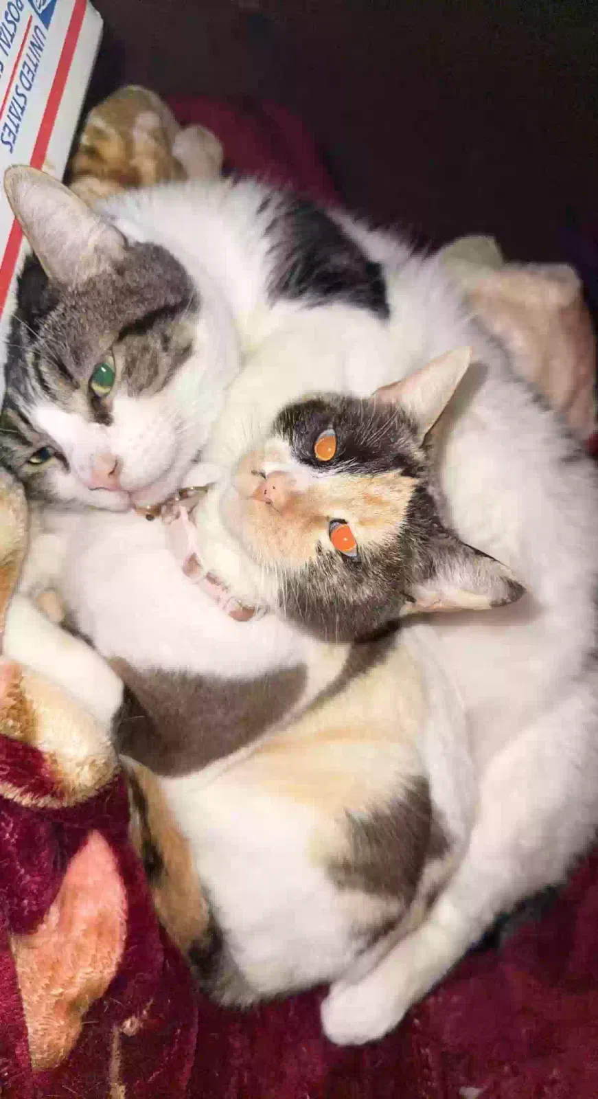 Lost cat in Fresno, CA, 93722
