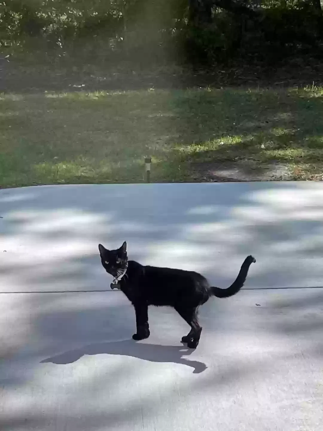 Lost cat in Madisonville, LA, 70447