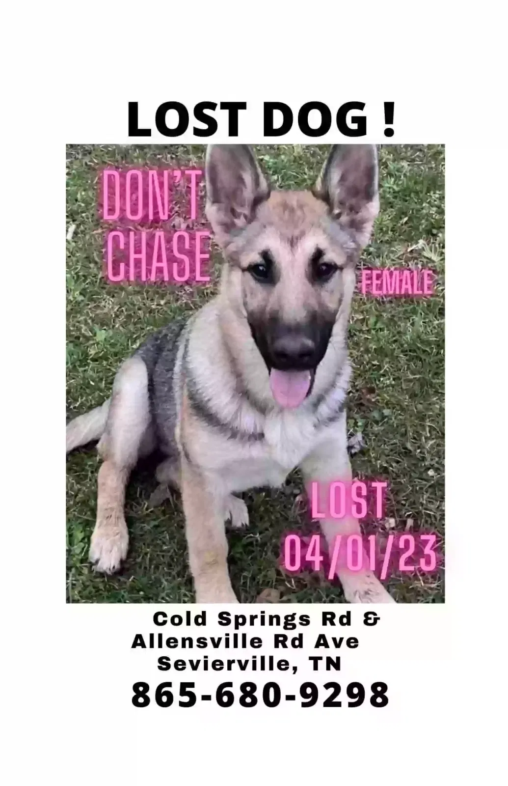 Lost dog in Sevierville, TN, 37876
