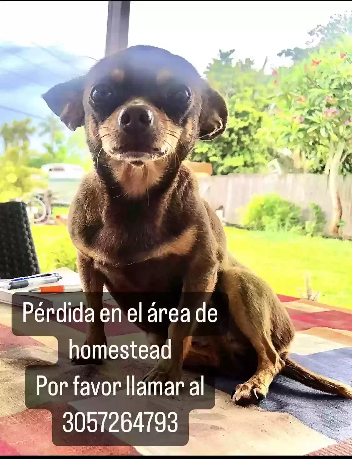 Lost dog in Homestead, FL, 33030