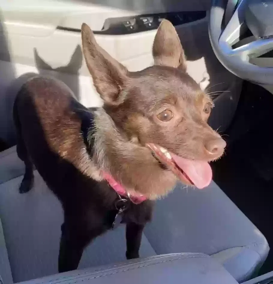 Lost dog in Cleveland, OH, 44109