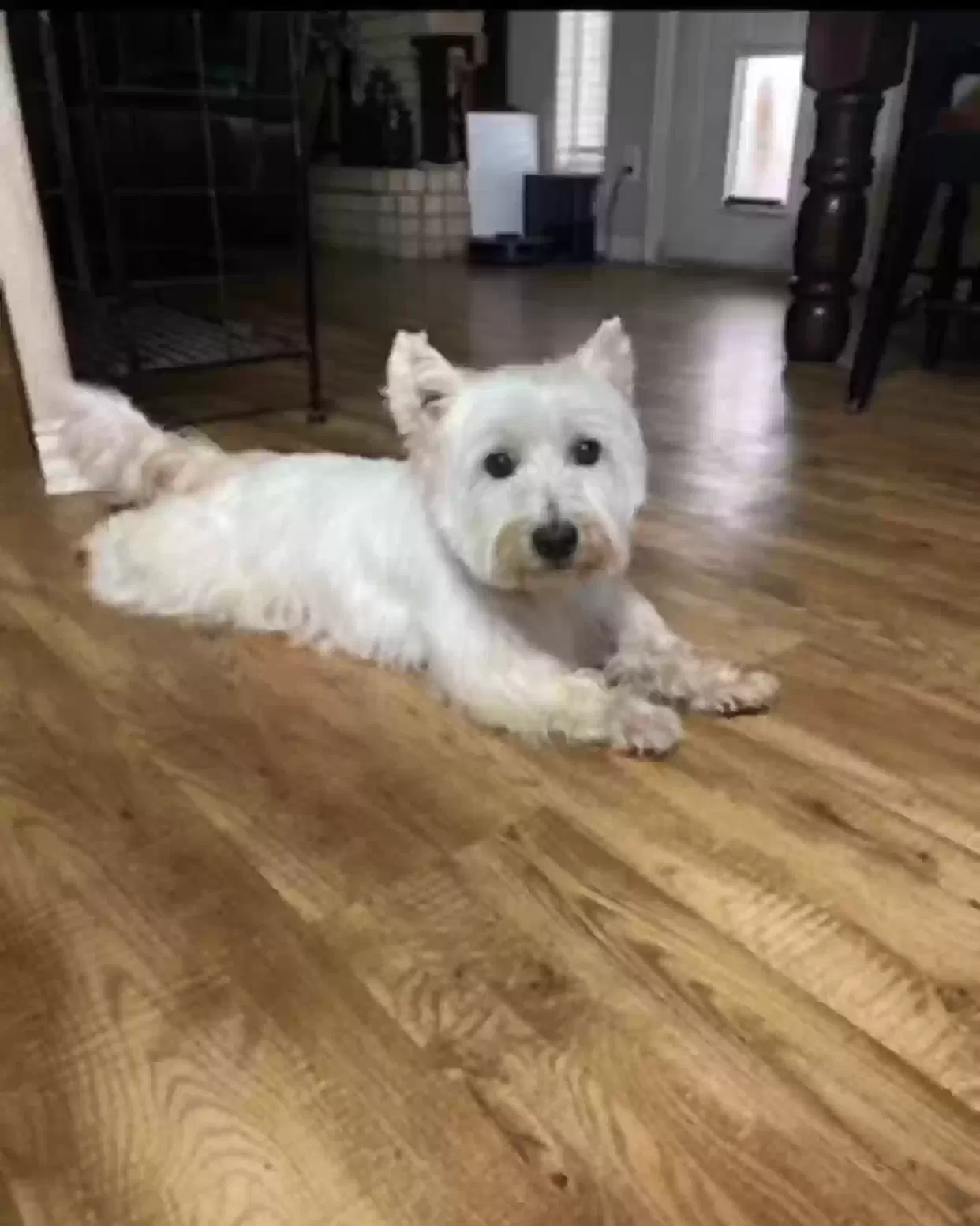 Lost dog in Hitchcock, TX, 77563