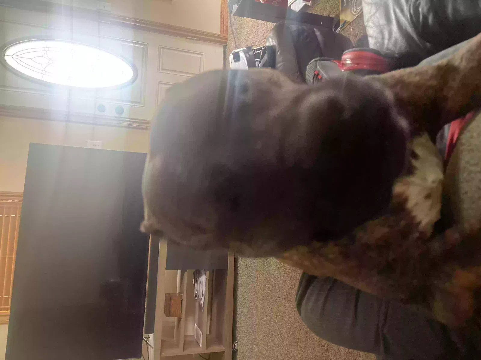 Lost dog in Flint, MI, 48507