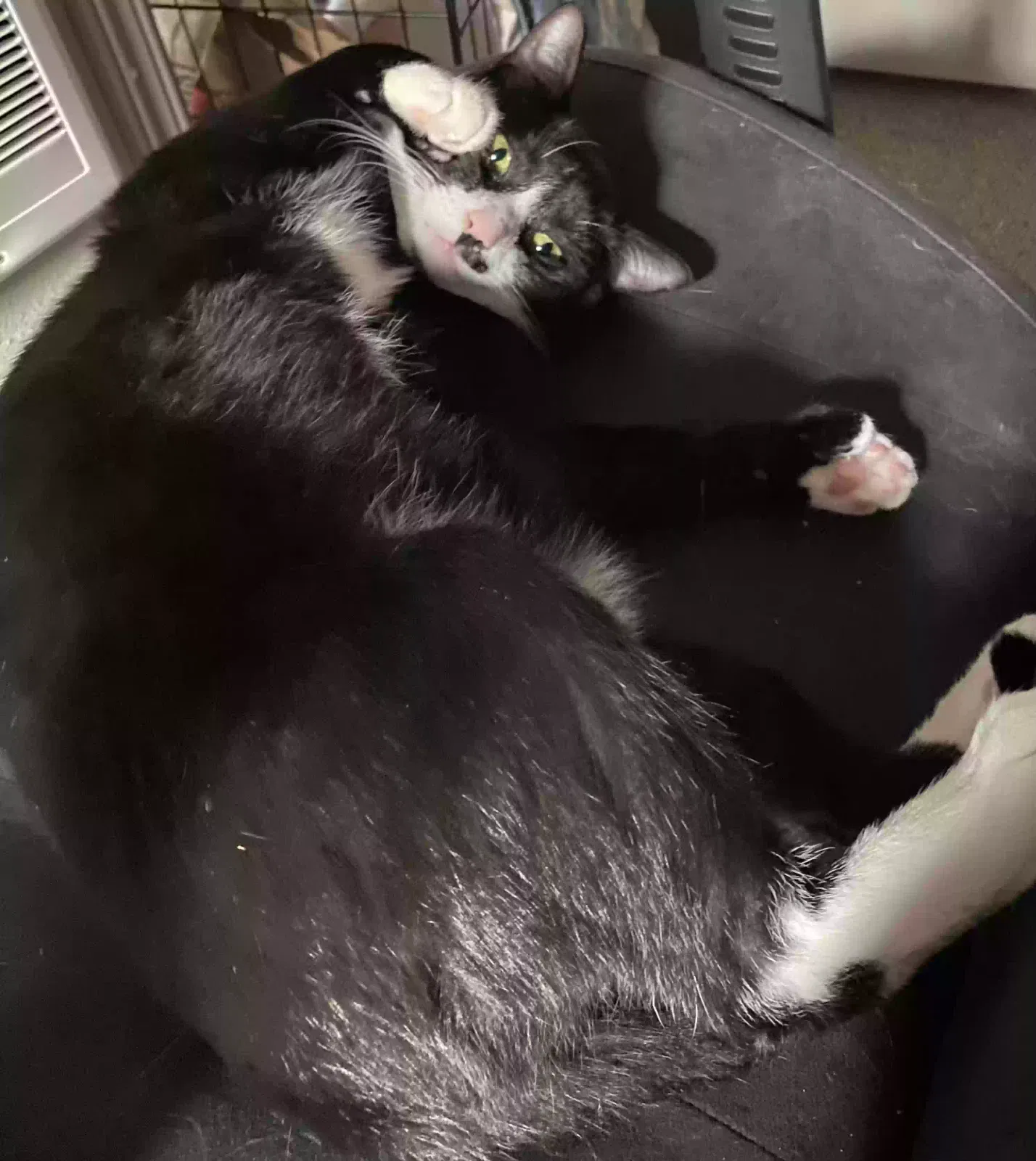 Lost cat in Eugene, OR, 97401