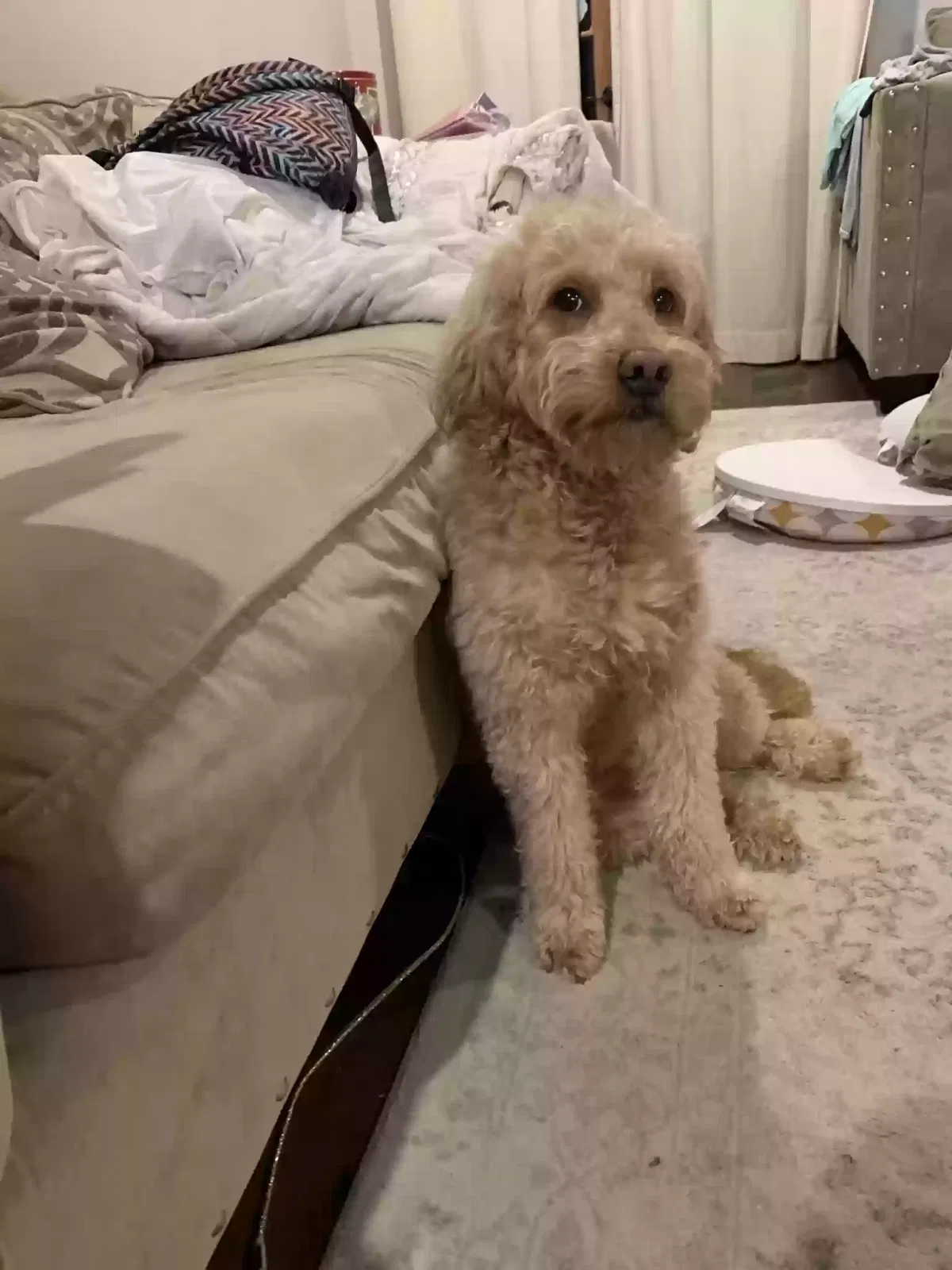Lost dog in Denham Springs, LA, 70726