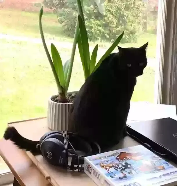 Lost cat in Eatonton, GA, 31024