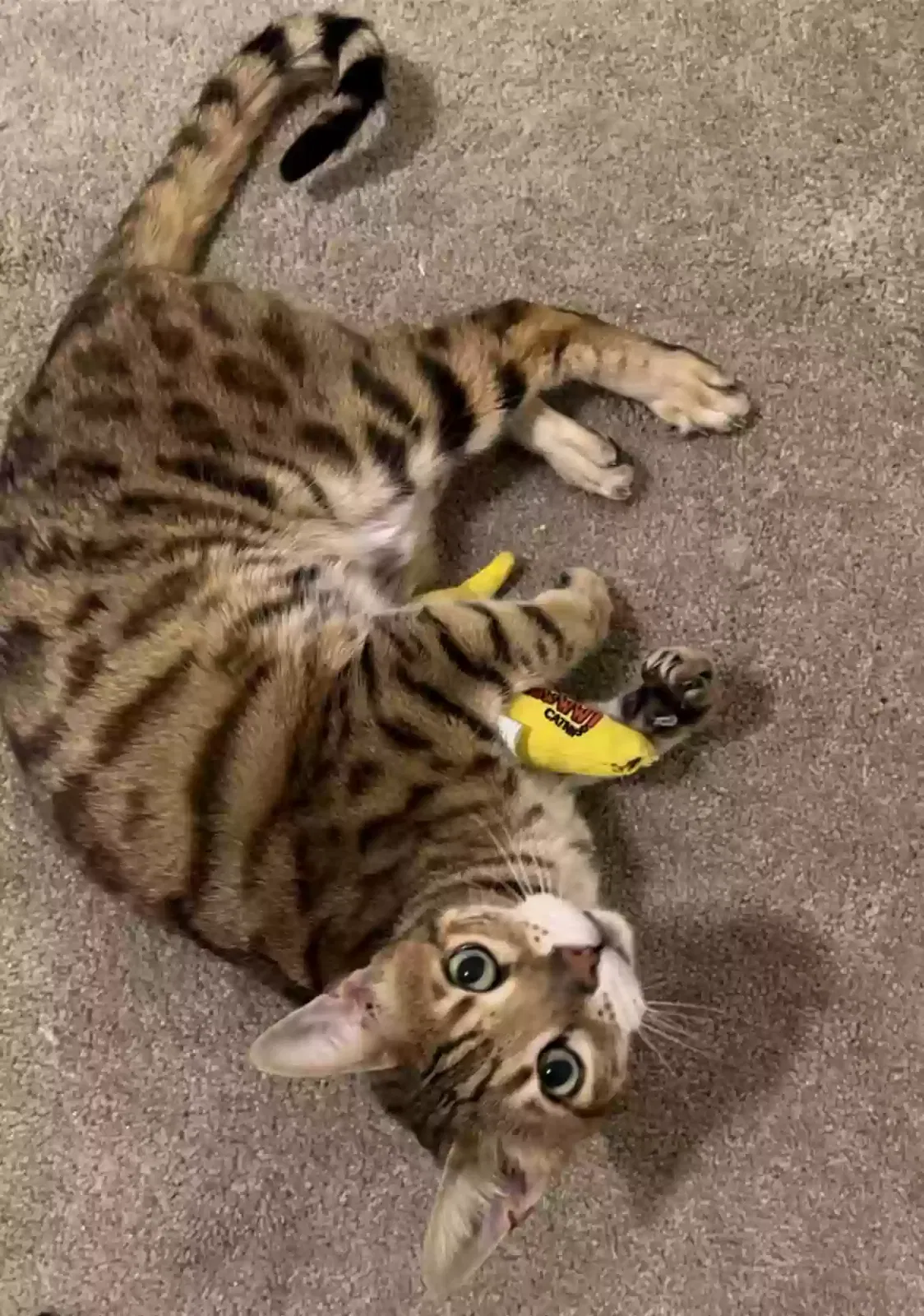 Lost cat in Troy, MI, 48084