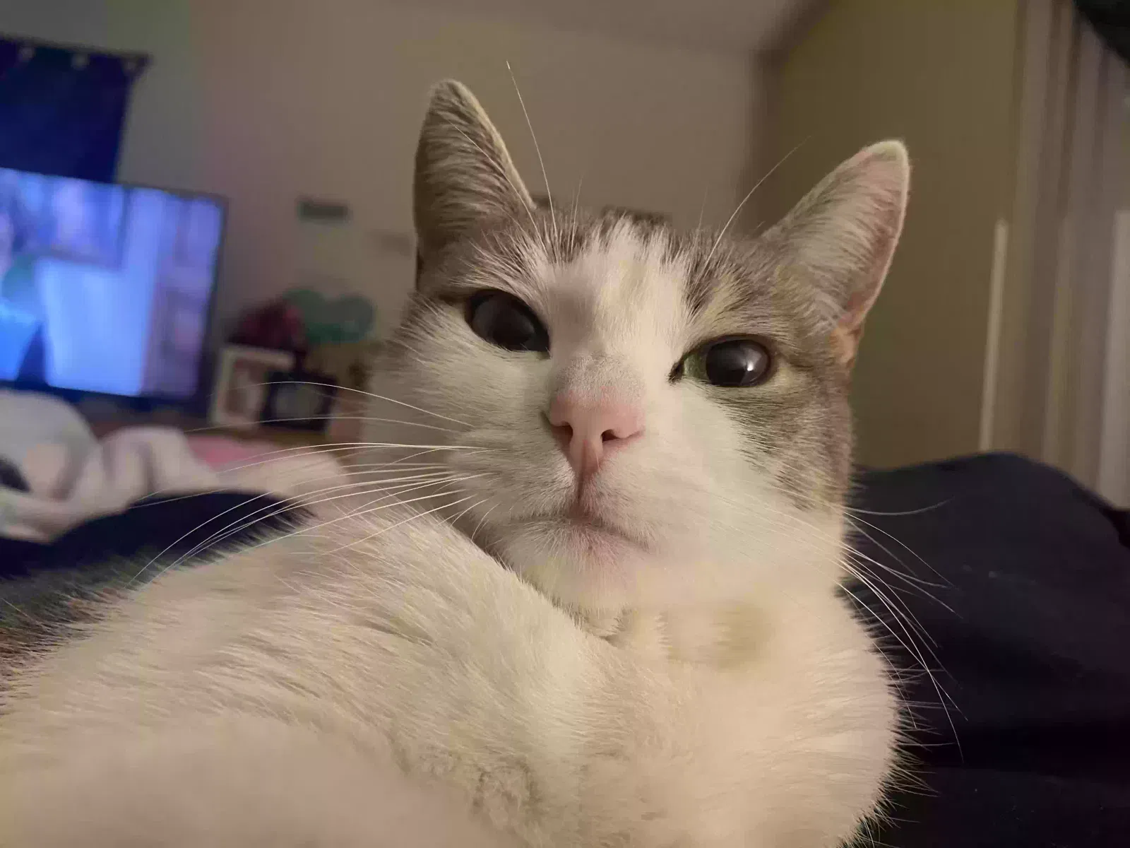 Lost cat in Chula Vista, CA, 91910