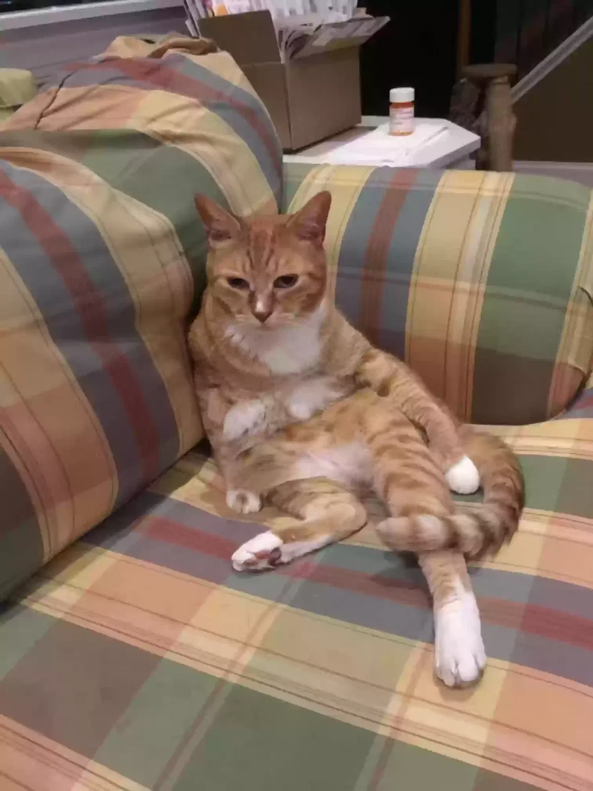 Lost cat in Charlotte, NC, 28213