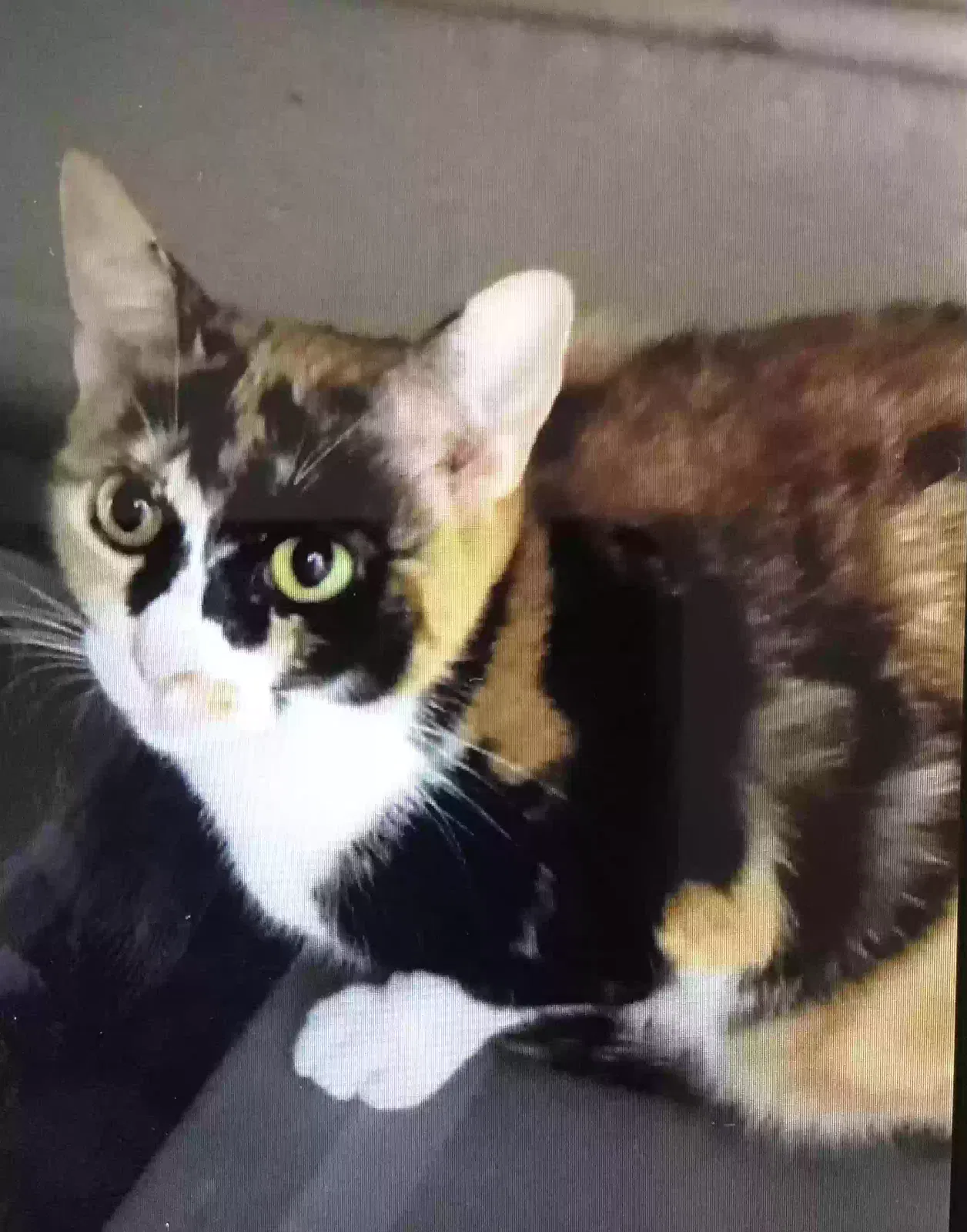Missing Cat