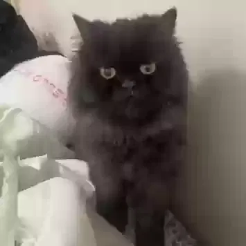 Lost cat in Gardena, CA, 90247