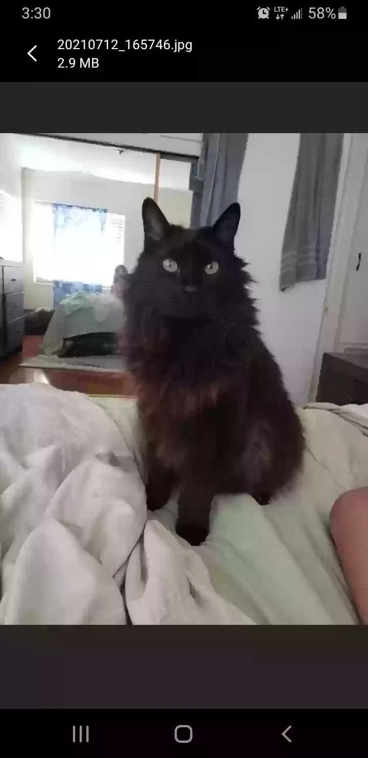 Lost cat in La Canada Flintridge, CA, 91011