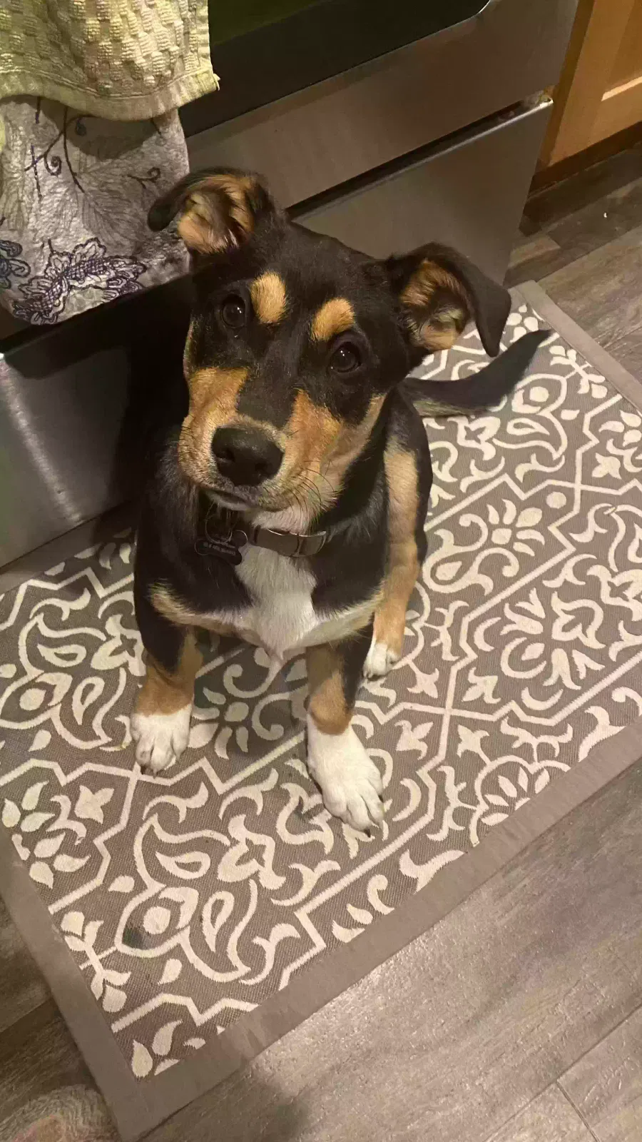 Lost dog in Bedias, TX, 77831