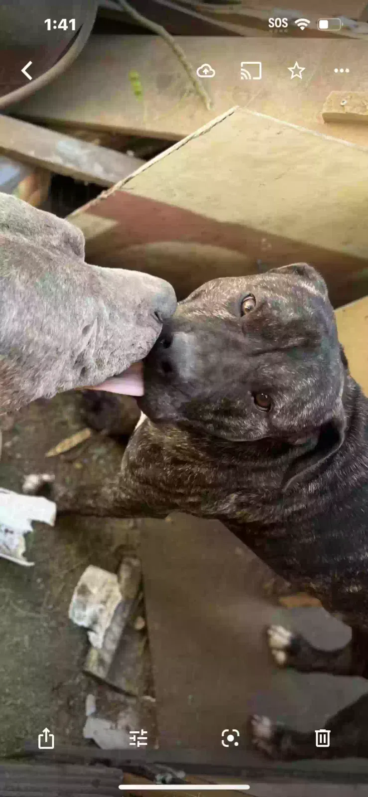 Lost dog in Modesto, CA, 95354