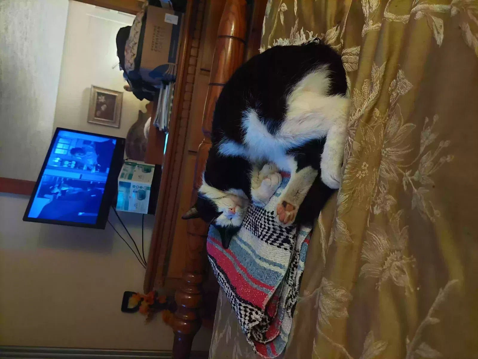 Lost cat in Chesterfield, NH, 3443