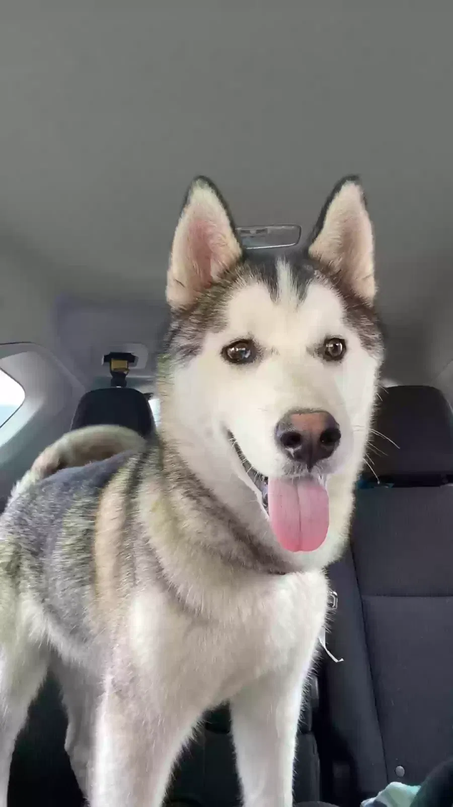 Found dog in Lordsburg, NM, 88045