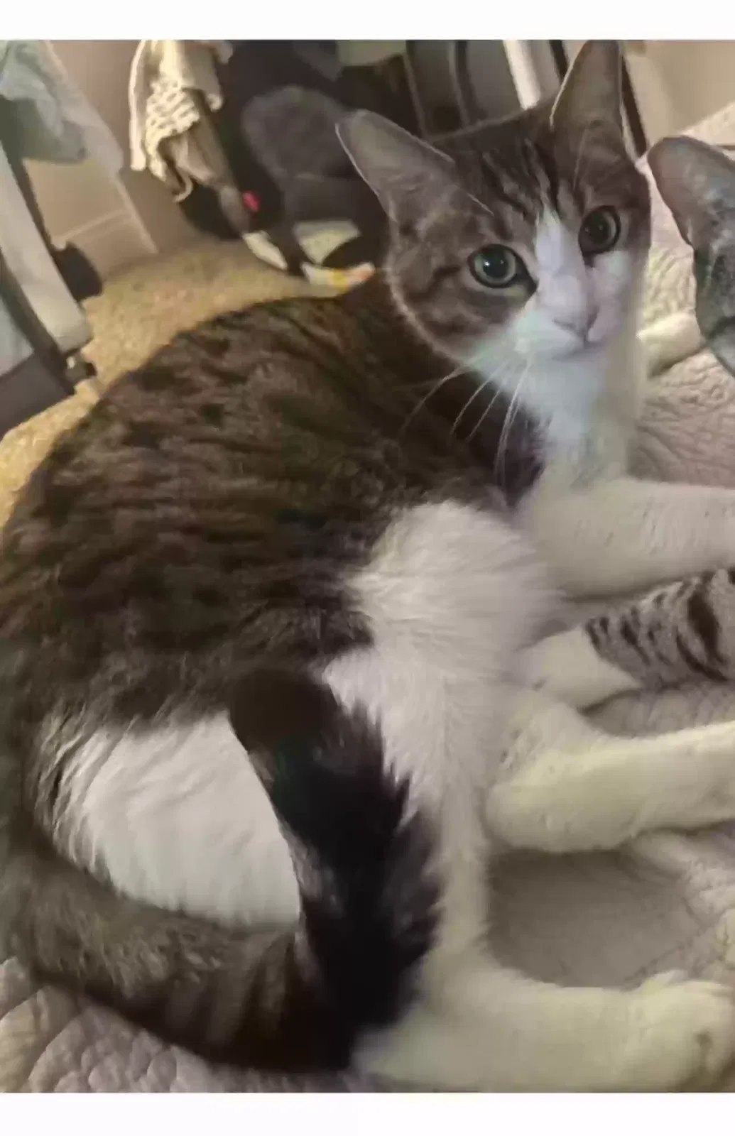 Lost cat in Las Vegas, NV, 89121