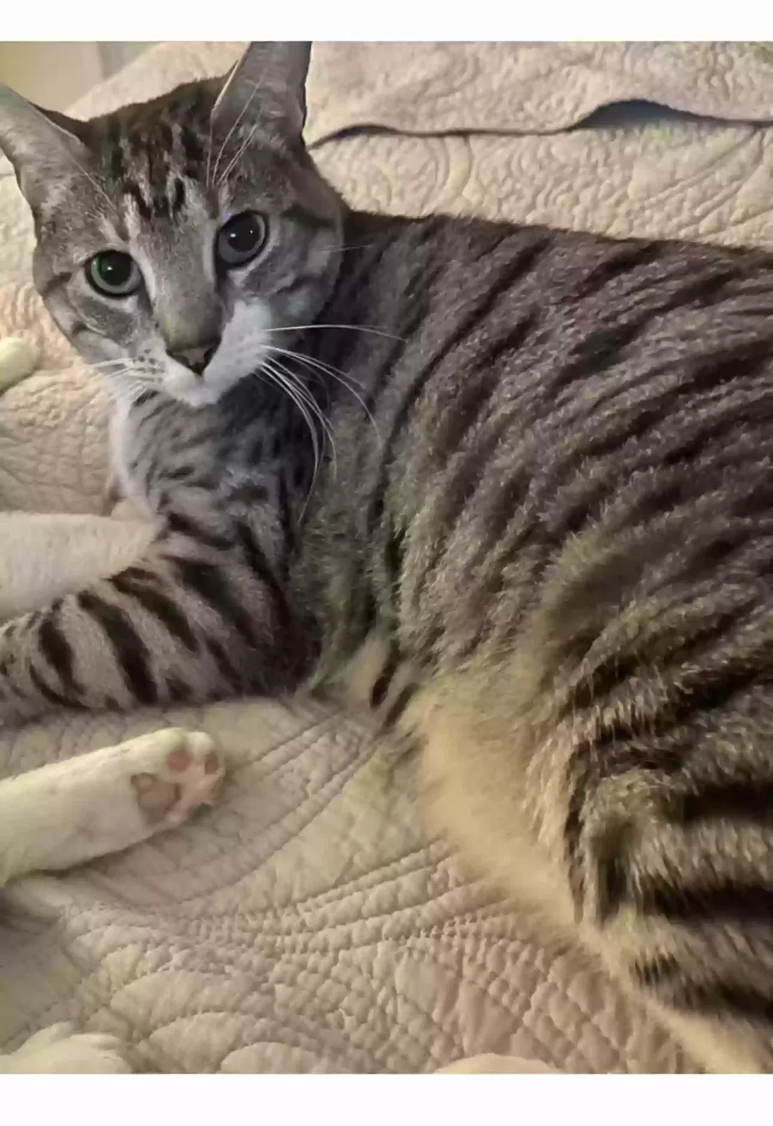 Lost cat in Las Vegas, NV, 89121