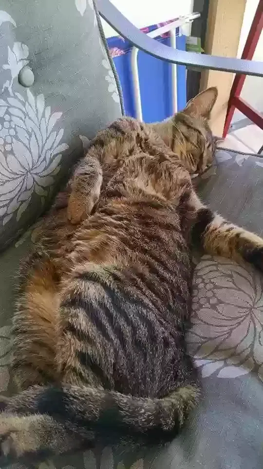 Lost cat in Cape Coral, FL, 33991