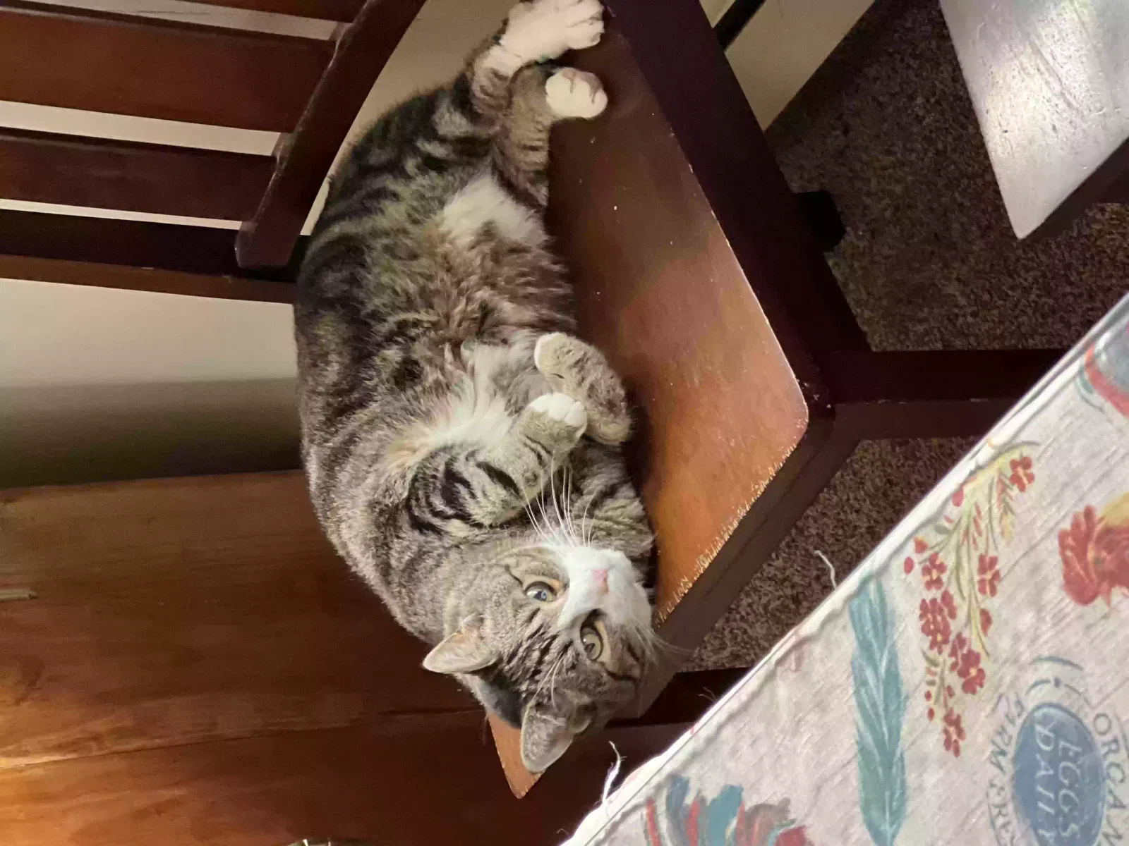 Lost cat in Mountain Top, PA, 18707