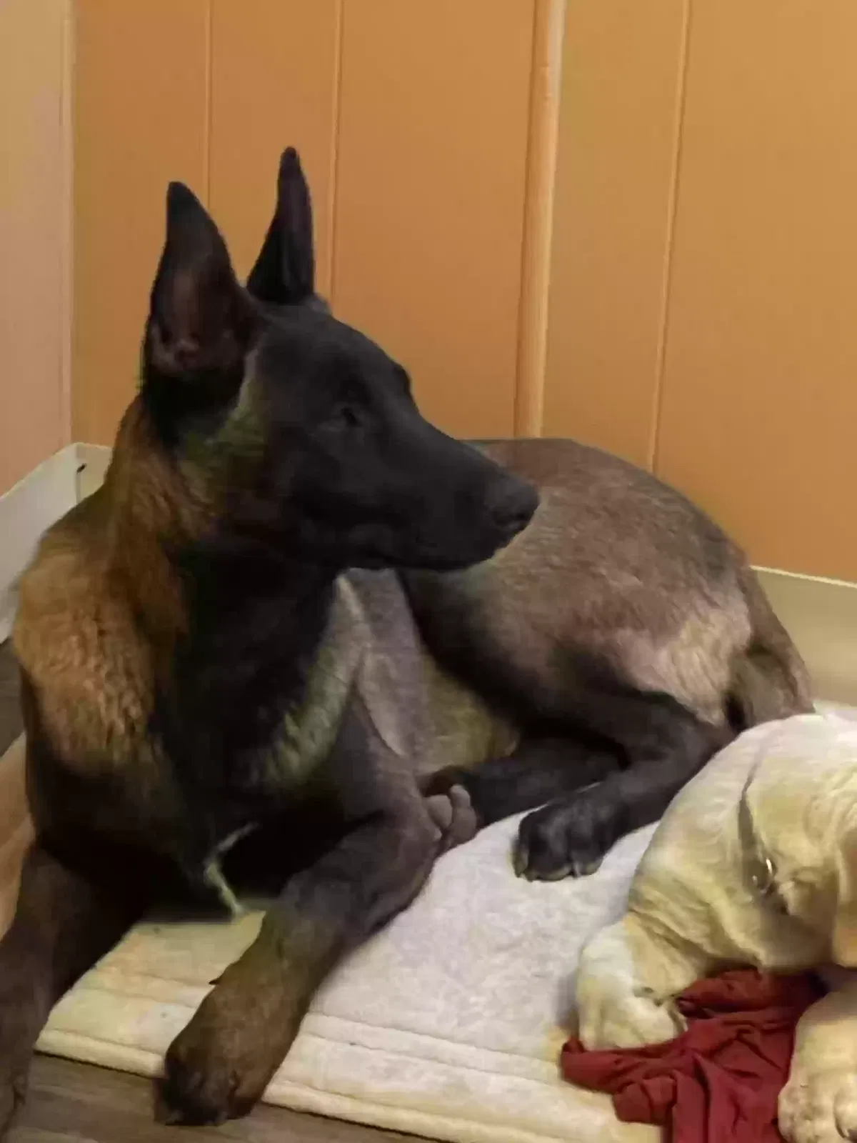 Lost dog in Albuquerque, NM, 87121