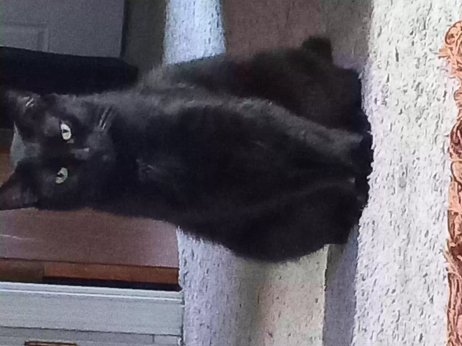 Lost cat in Oklahoma City, OK, 73107