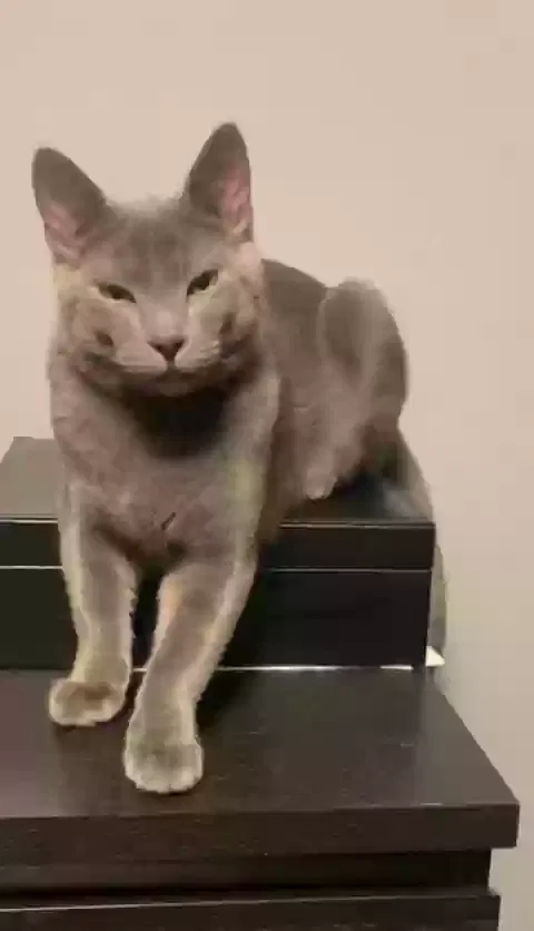 Lost cat in Darien, WI, 53114