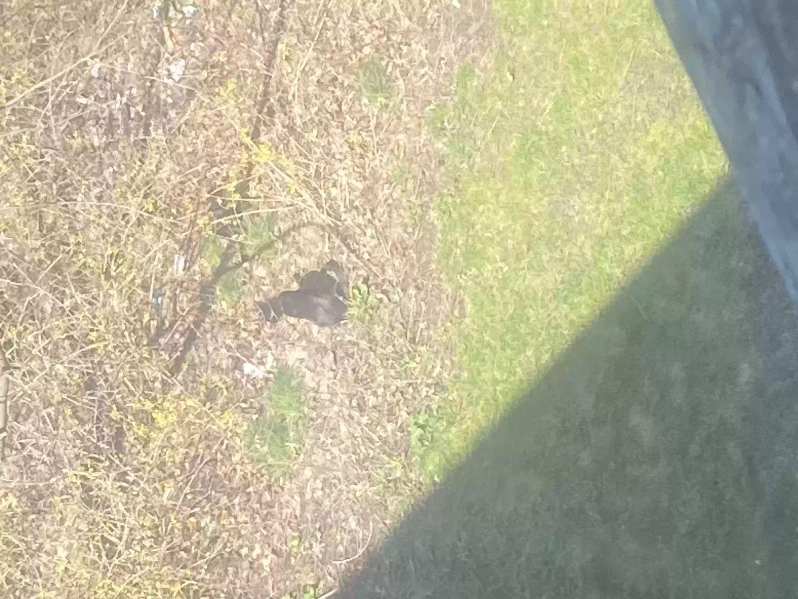 Lost cat in Washington, PA, 15301