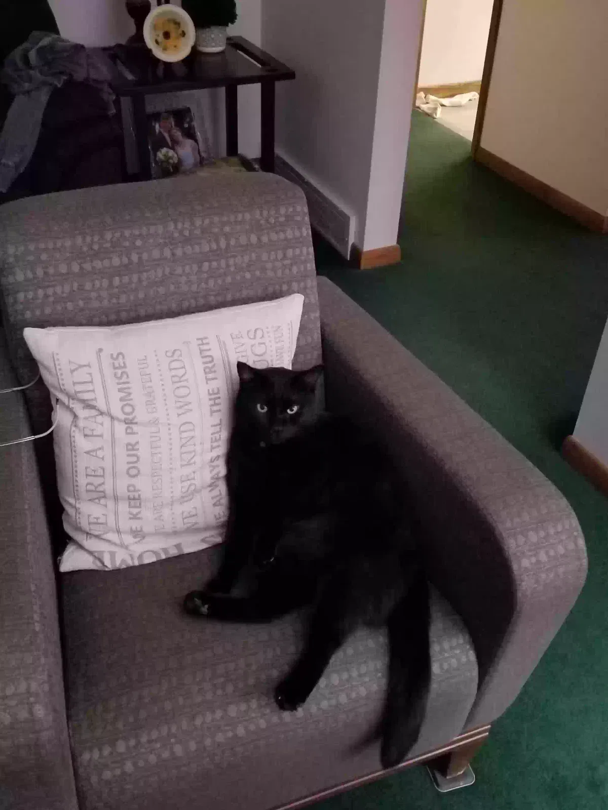 Lost cat in Erie, PA, 16509