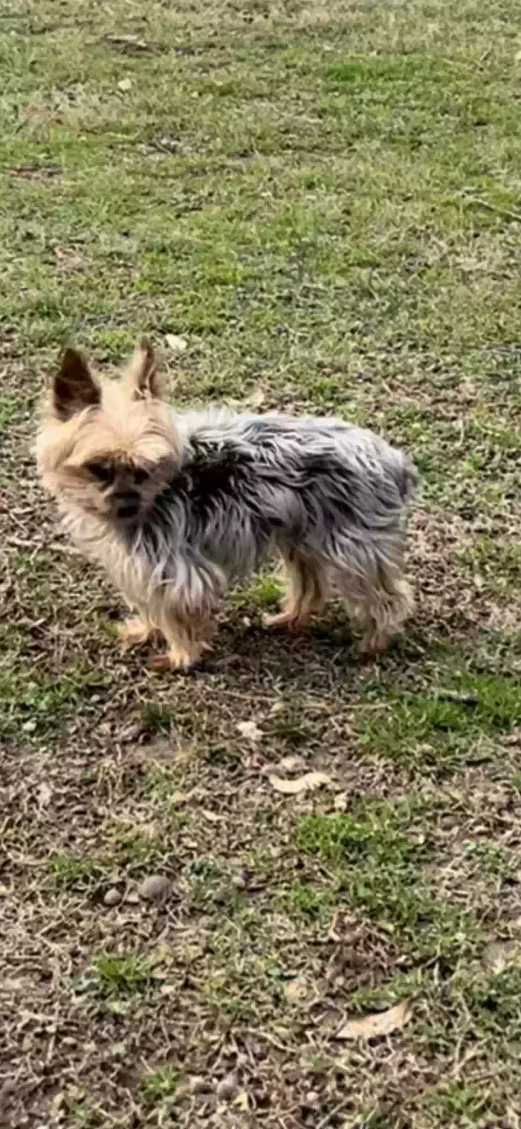 Lost dog in Dalton, GA, 30720