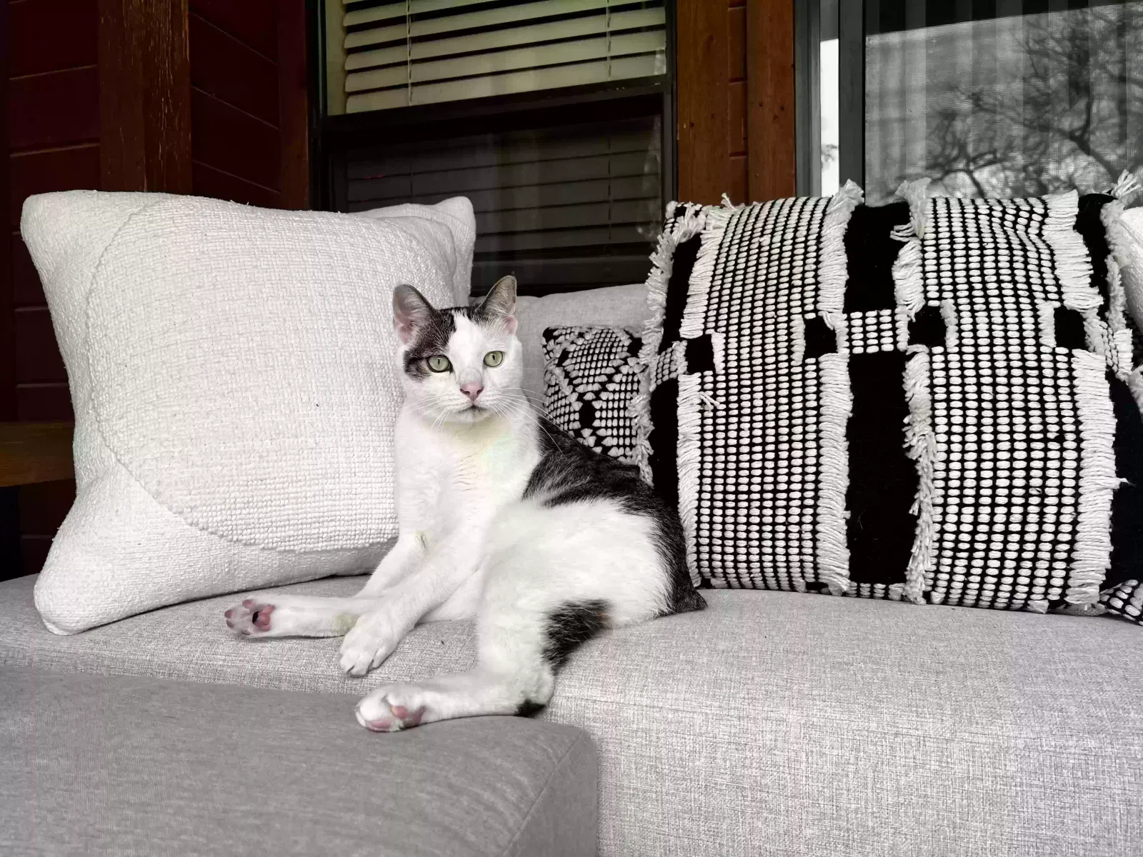 Lost cat in New Braunfels, TX, 78130