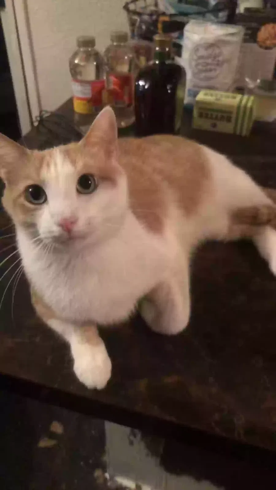 Lost cat in Dayton, OH, 45406