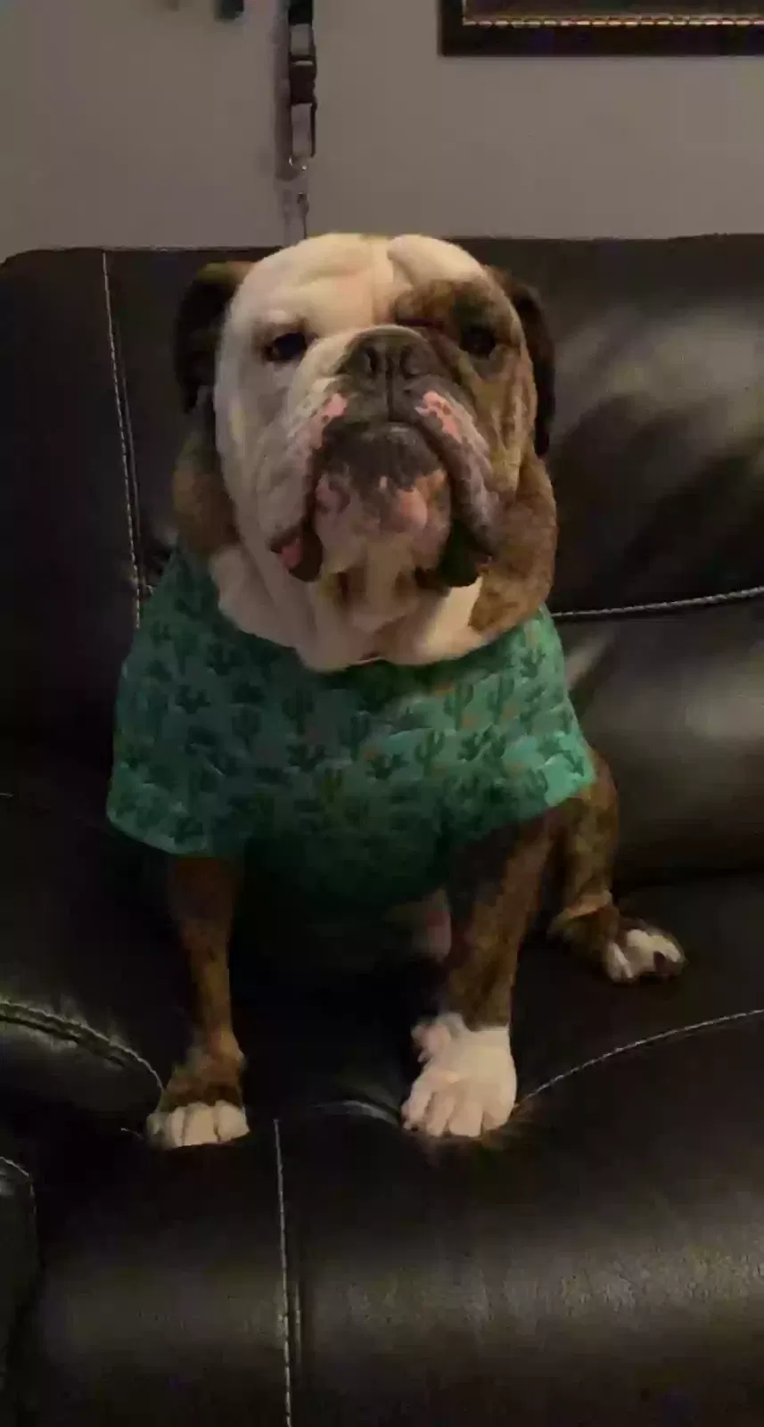 Lost dog in Dallas, TX, 75224