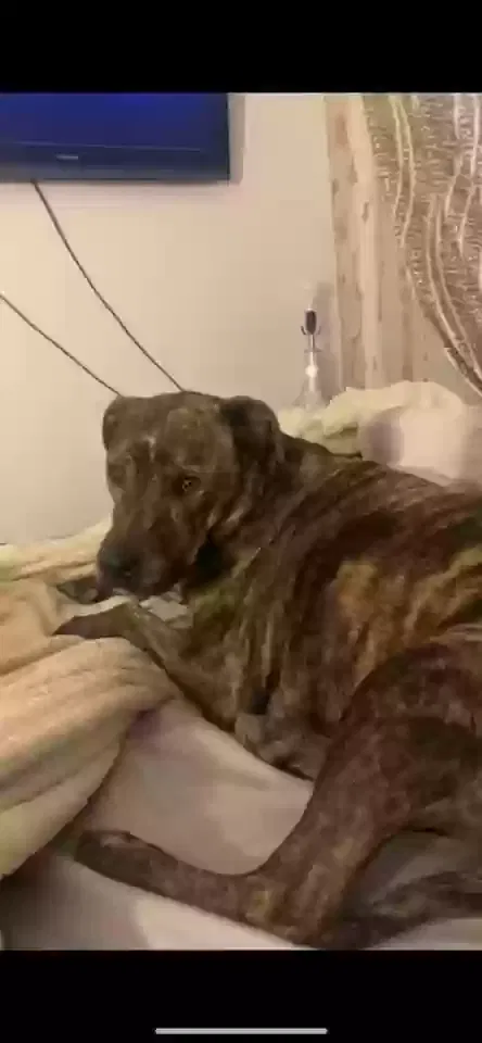 Lost dog in Mesquite, TX, 75149