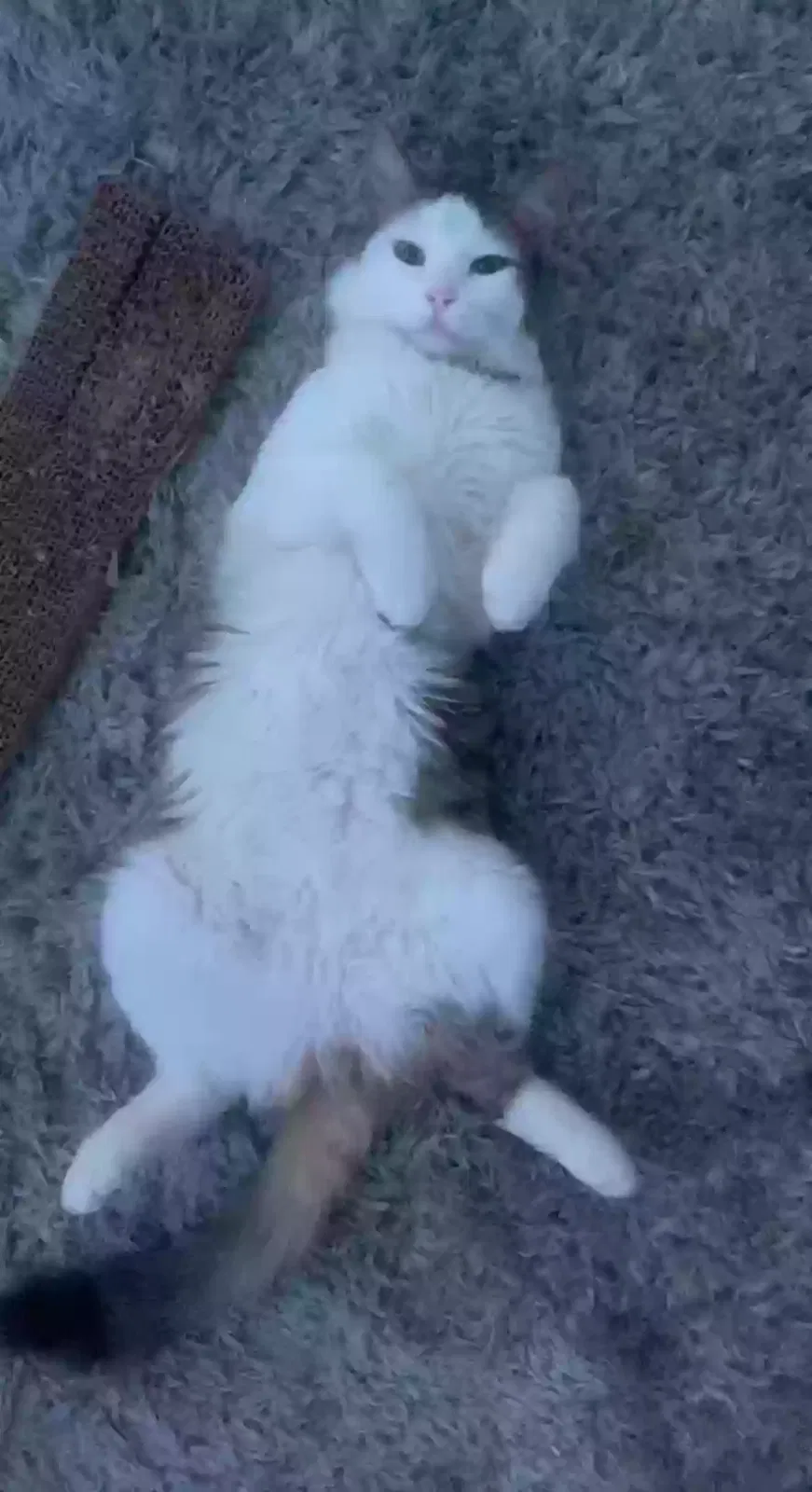 Lost cat in Phoenix, AZ, 85053