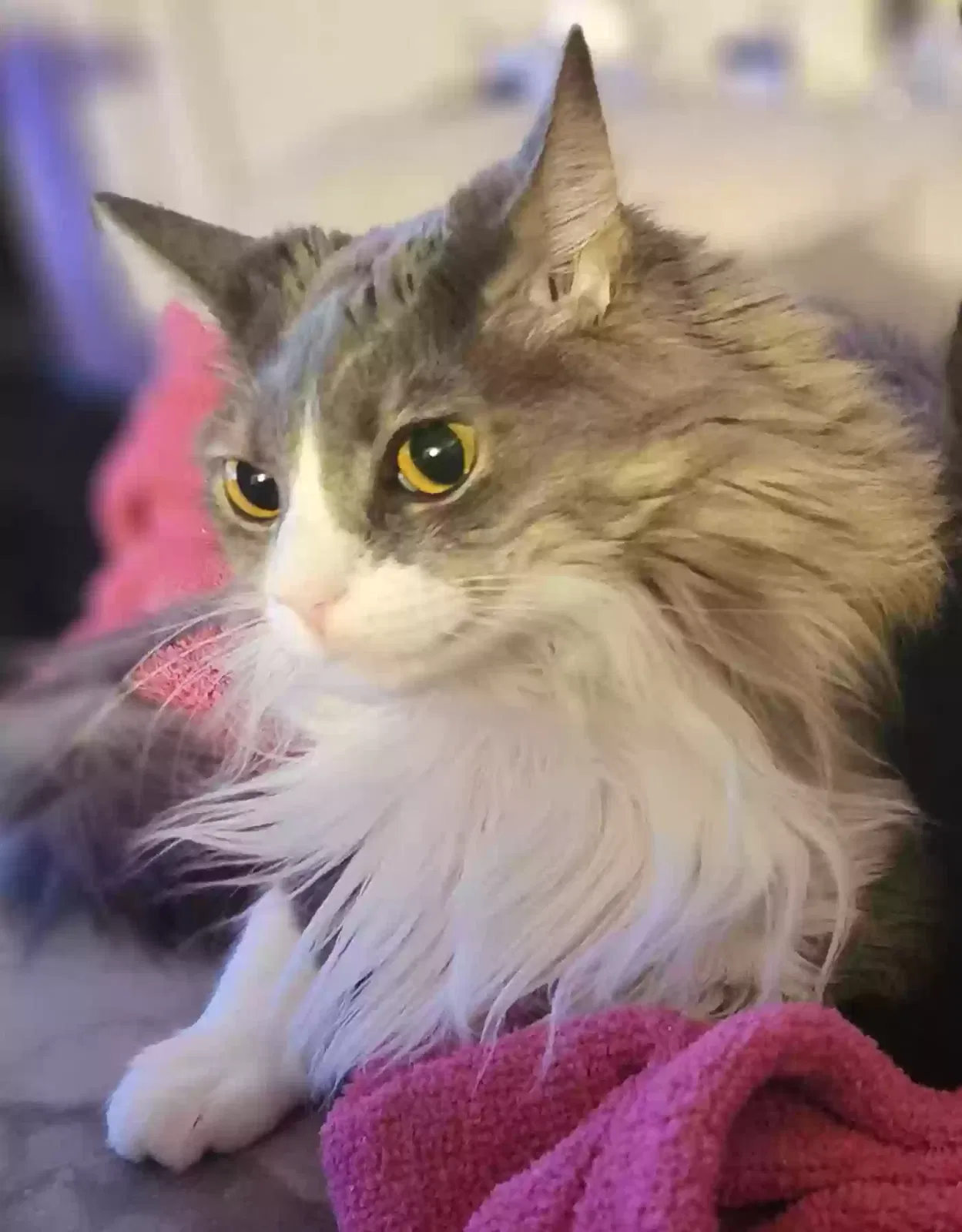 Lost cat in Maitland, FL, 32751