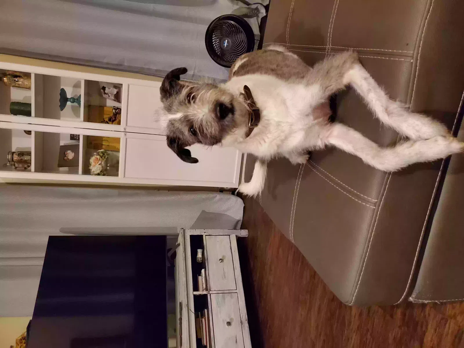 Lost dog in Jacksonville, FL, 32246