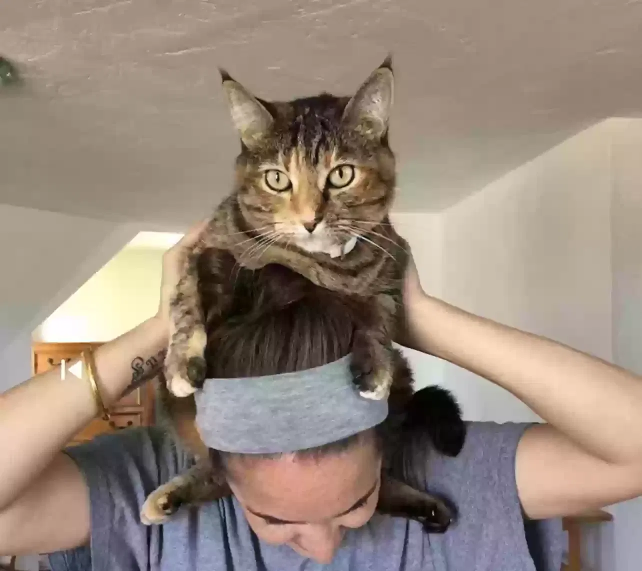 Lost cat in El Cajon, CA, 92021