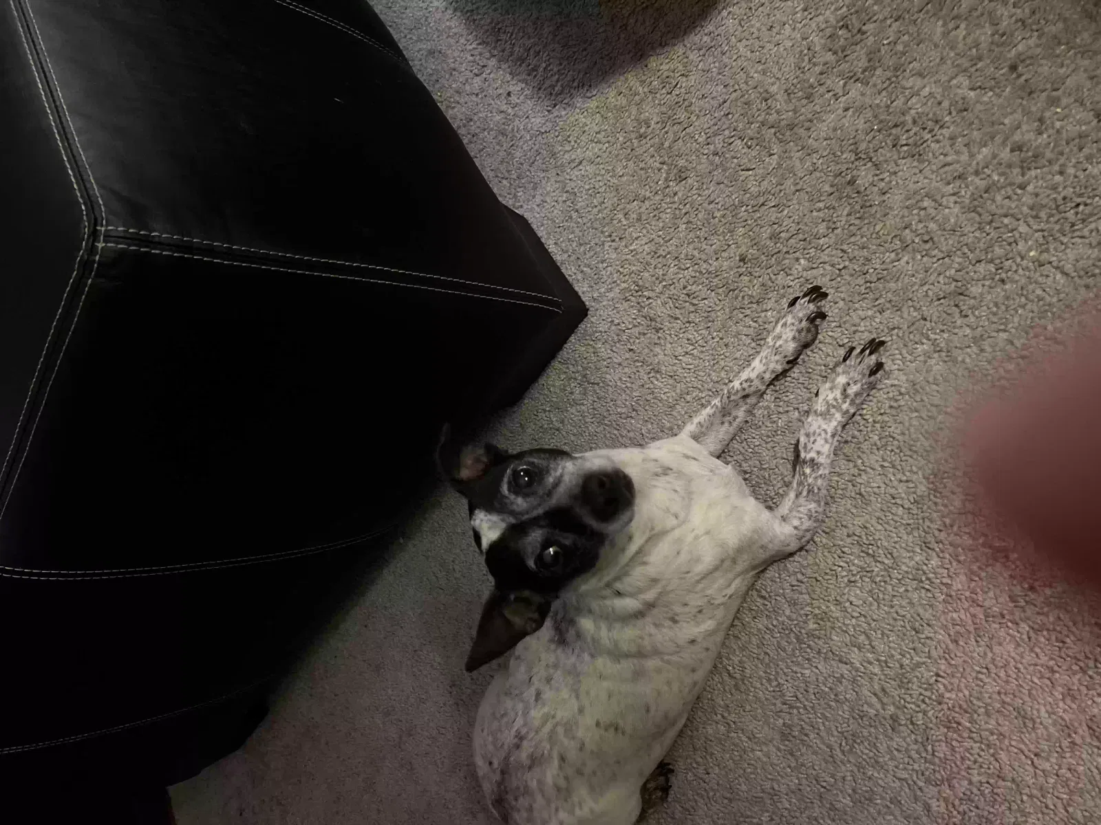 Lost dog in Glen Burnie, MD, 21061