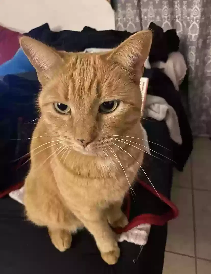Lost cat in Tucson, AZ, 85745