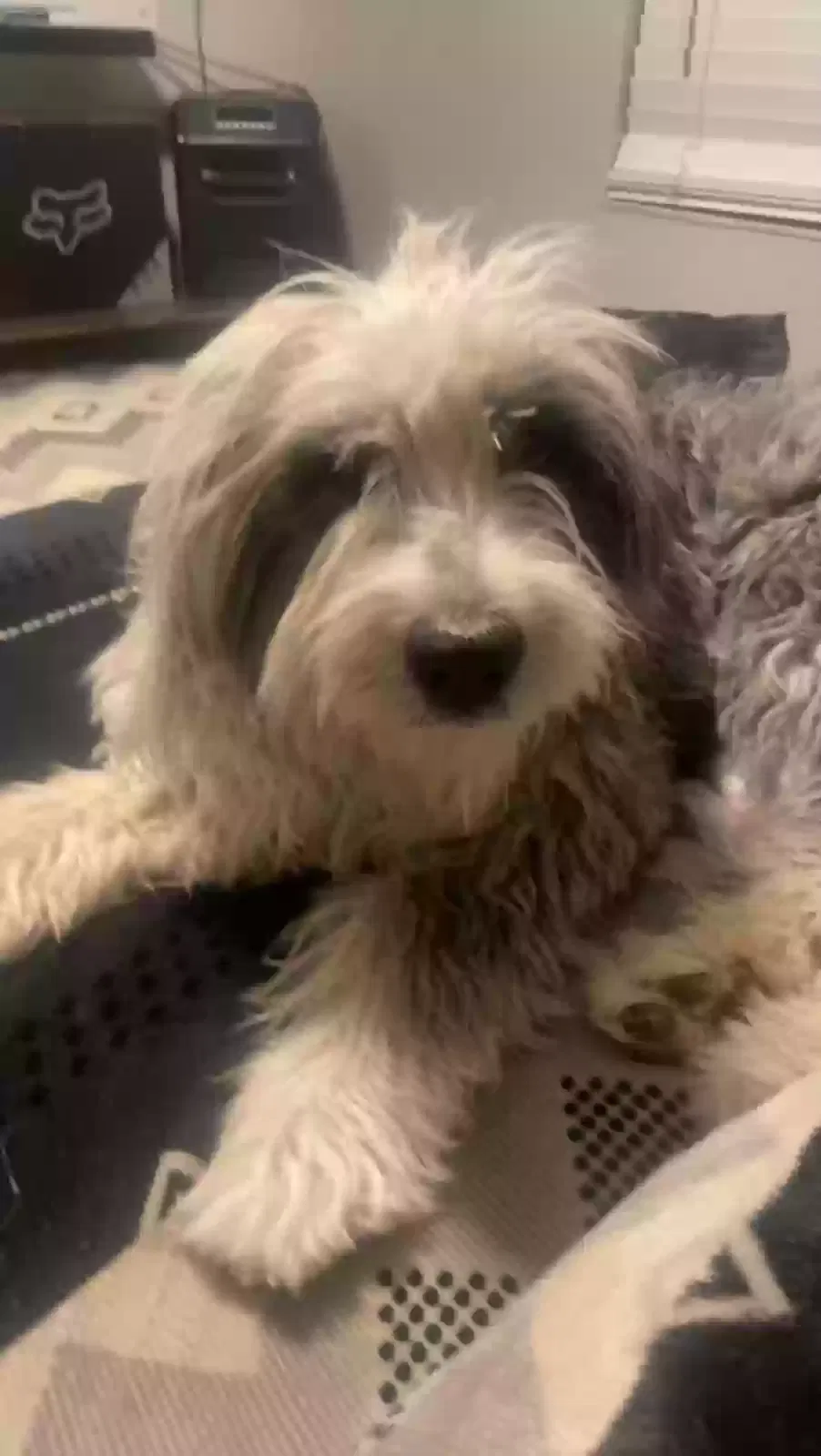 Lost dog in El Paso, TX, 79922