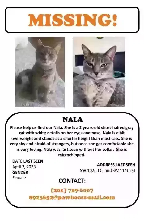 Lost cat in Miami, FL, 33176
