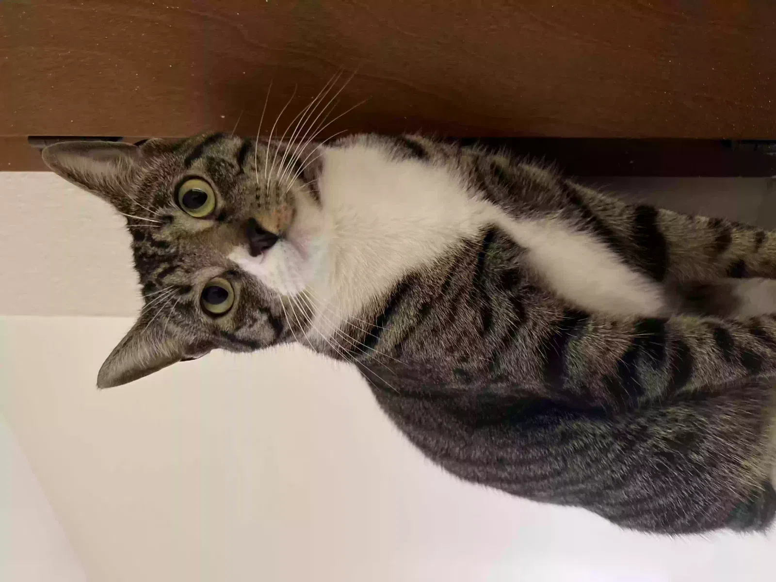 Lost cat in Columbia, SC, 29210