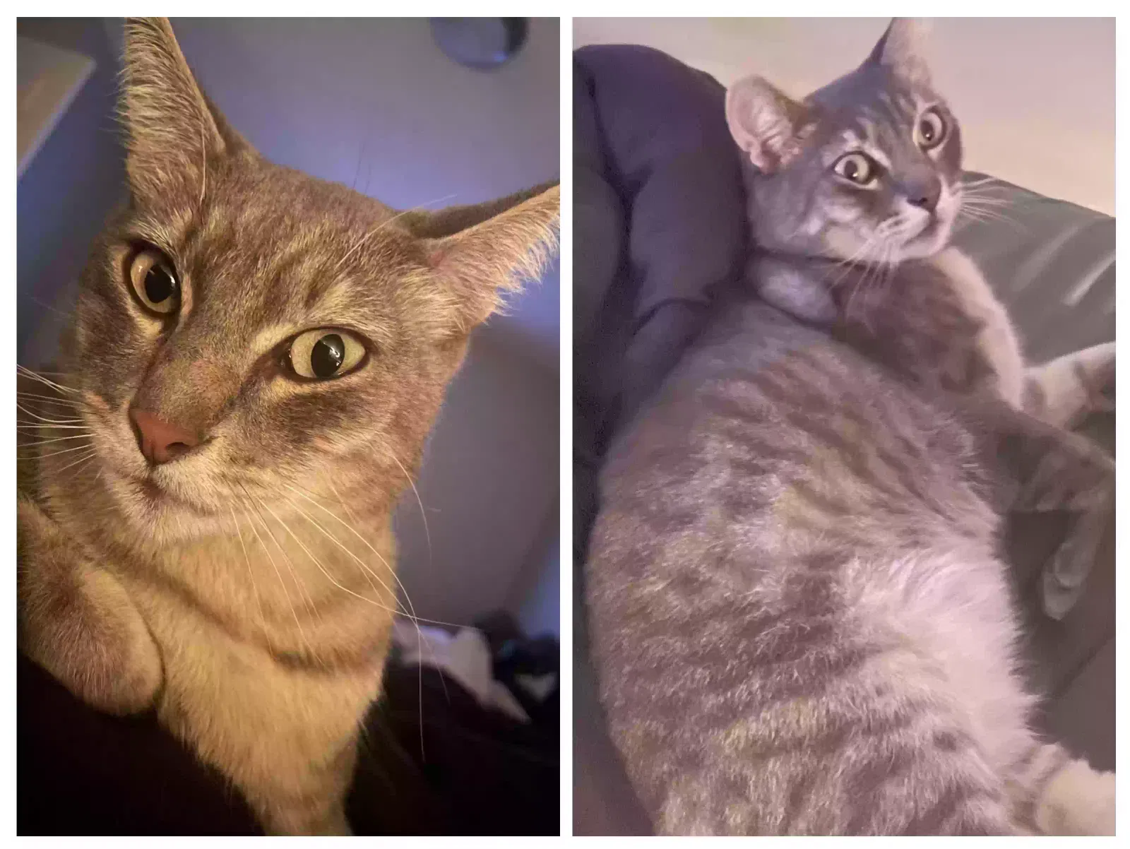 Lost cat in Santa Rosa, CA, 95404