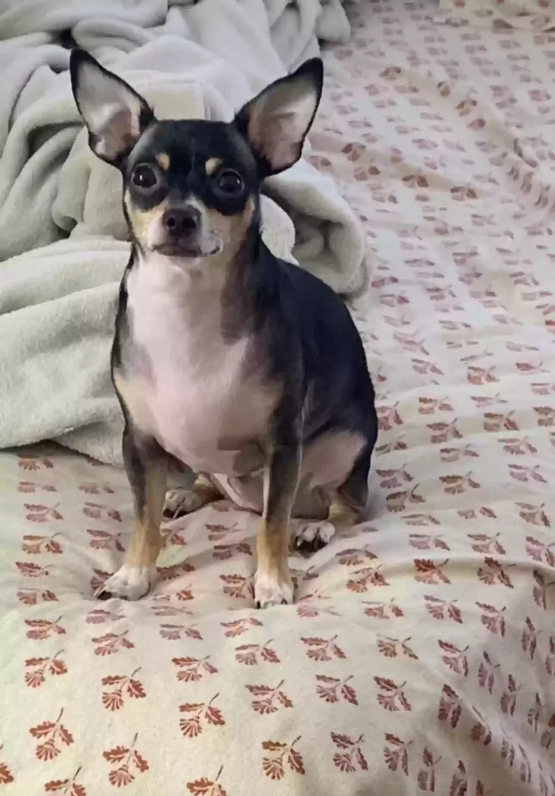 Lost dog in Bronx, NY, 10452