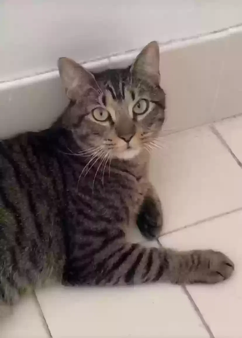 Lost cat in Miami, FL, 33189