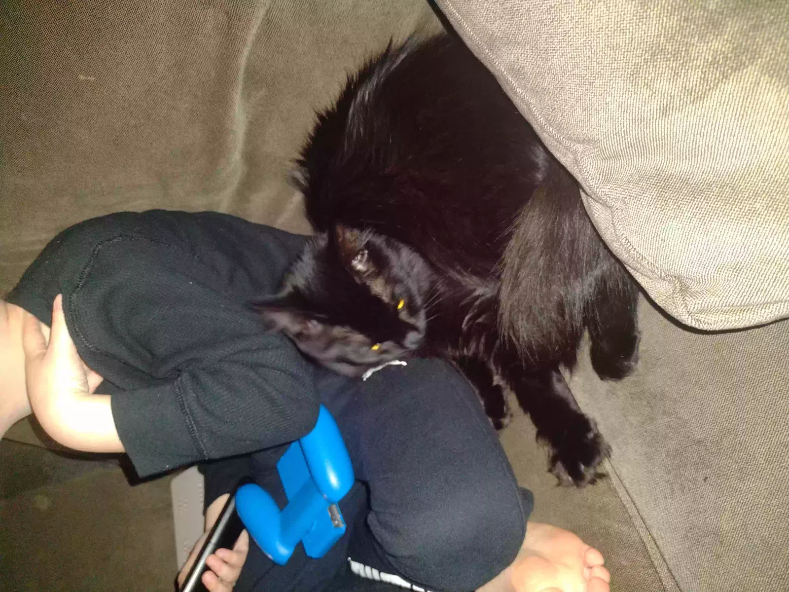 Lost cat in Eugene, OR, 97401